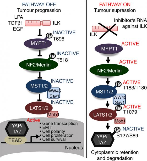 Hippo tumor suppressor pathway
