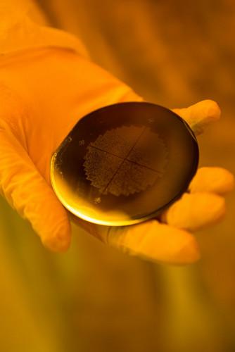 Scientist holding silicon wafer 