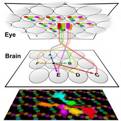 graphic of fly eye