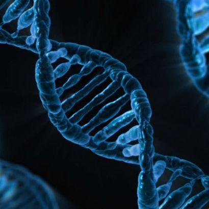 DNA double helix