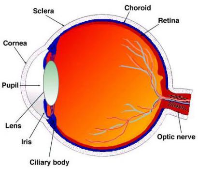 cross-section of eye