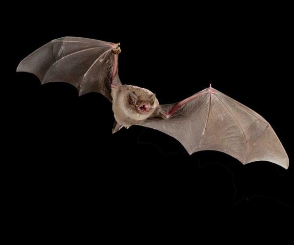 bat on black background