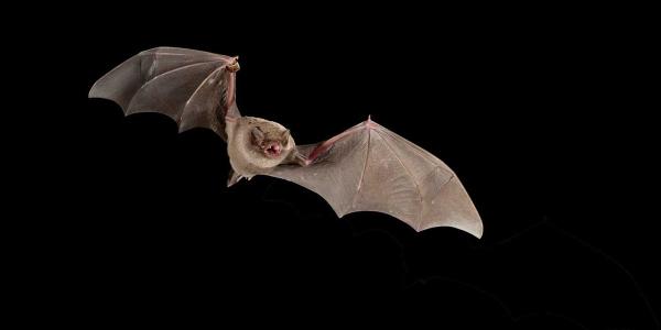 bat on black background