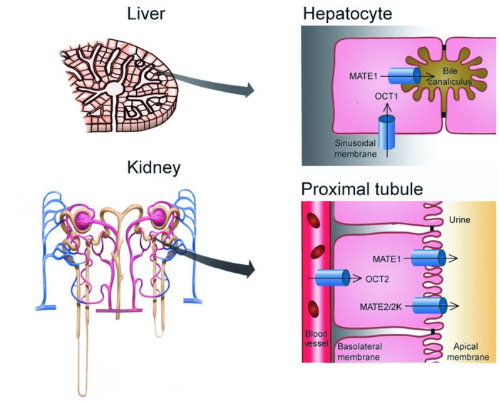 diagram of transporters